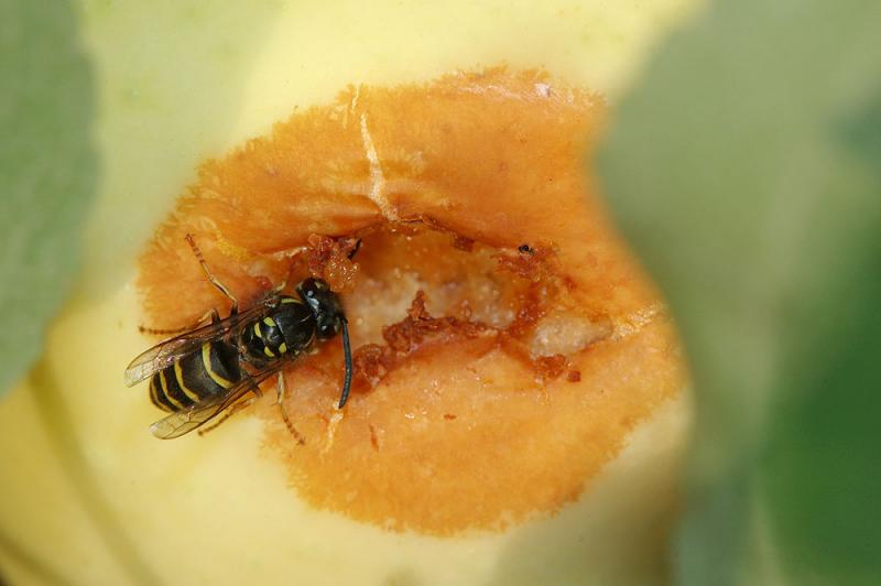Vespula-vulgaris_on_apple.jpg