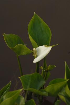 Calla-palustris.jpg