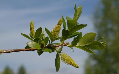 Salix-pentandra.jpg