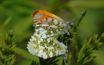 Anthocharis-cardamines.jpg