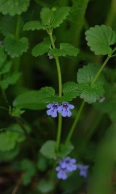 v3/01/12401/3/44598775.Glechomahederacea.jpg