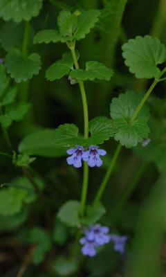 Glechoma-hederacea.jpg