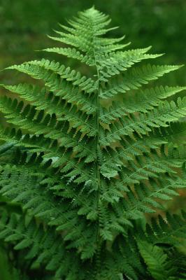 Athyrium_filix-femina.jpg