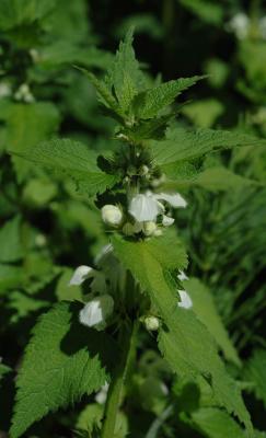 Lamium-album.jpg