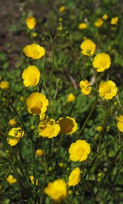 Ranunculus-acris.jpg