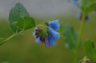 v3/01/12401/3/45250151.Symphytumofficinale.jpg