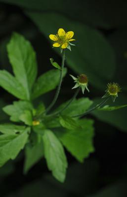 Geum-urbanum.jpg