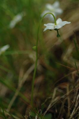 Moneses-uniflora.jpg