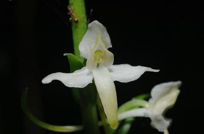 Platanthera-bifolia_ssp_latiflora.jpg