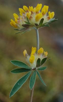 Anthyllis-vulneraria.jpg