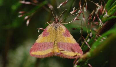 v3/01/12401/3/46041999.Lythriacruentaria.jpg