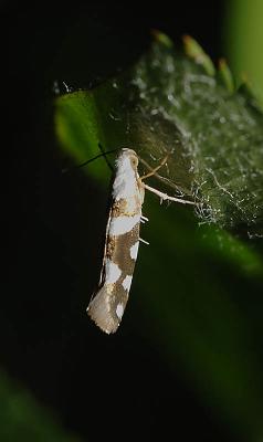 Argyresthia-brockeella.jpg