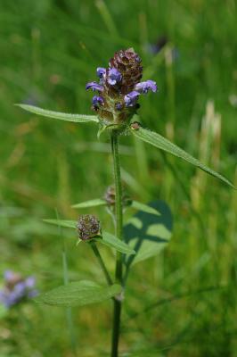 Prunella-vulgaris.jpg