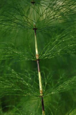 Equisetum-sylvaticum.jpg