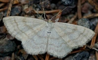 v3/01/12401/3/46393217.Scopulaternata.jpg