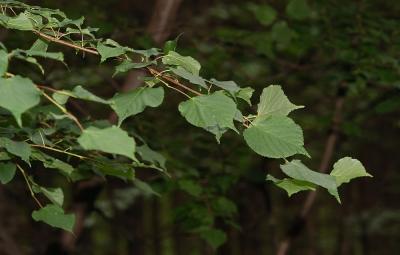 Tilia-cordata.jpg