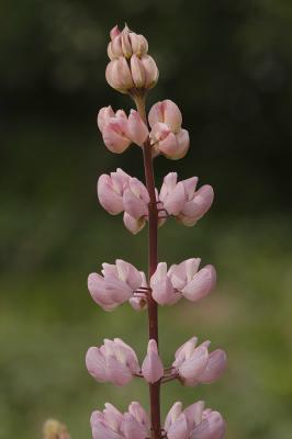 Lupinus-polyphyllus.jpg