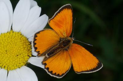 Lycaena-virgaureae.jpg