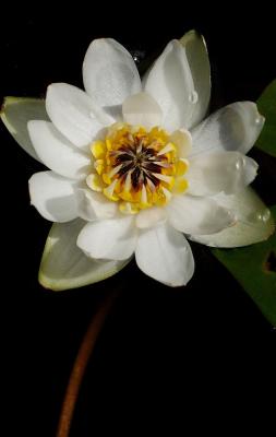 Nymphaea-tetragona_flower.jpg