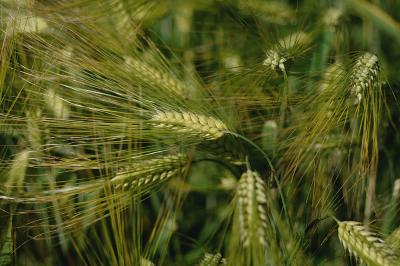 Hordeum-vulgare.jpg