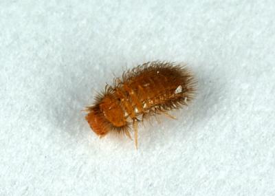 v3/01/12401/3/48592821.Dermestidae.jpg