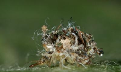 Chrysopidae_larva.jpg