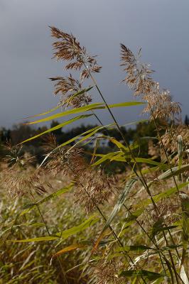 Phragmites-australis.jpg