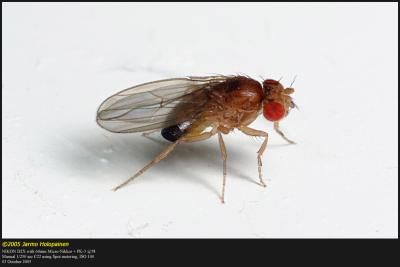 Drosophila_sp.jpg