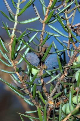 Juniperus-communis.jpg