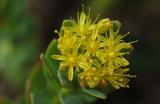 Rhodiola-rosea.jpg