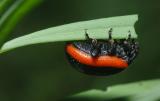 Chrysolina-sanguinolenta.jpg