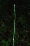 Equisetum-hyemale.jpg