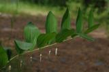 Polygonatum-odoratum.jpg