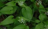 Maianthemum-bifolium.jpg