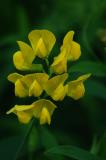 Lathyrus-pratensis.jpg