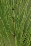 Equisetum-arvense.jpg