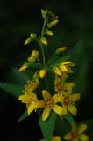 Lysimachia-vulgaris.jpg