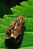 Celypha-siderana.jpg