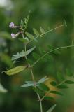 Vicia-sepium.jpg