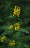Lysimachia-vulgaris.jpg