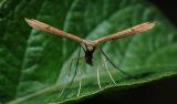 Stenoptilia-pterodactyla.jpg