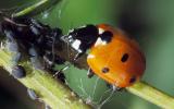 Coccinella-septempunctata2.jpg