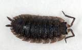 Porcellio-scaber.jpg