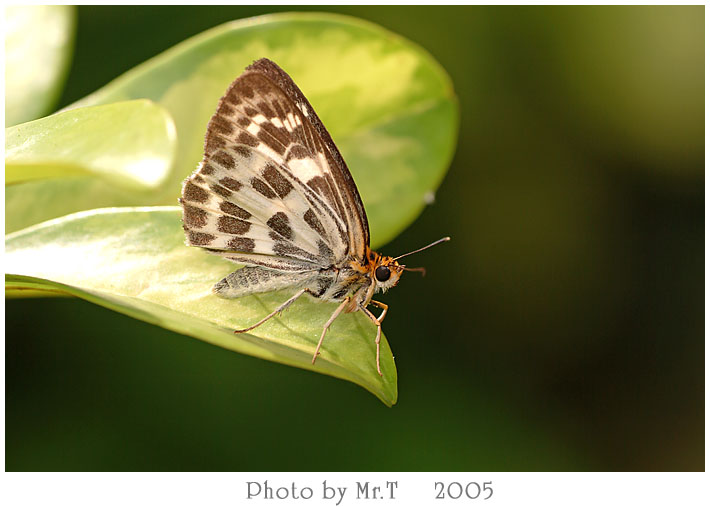 է˽ Magpie Flat (Abraximorpha davidii)