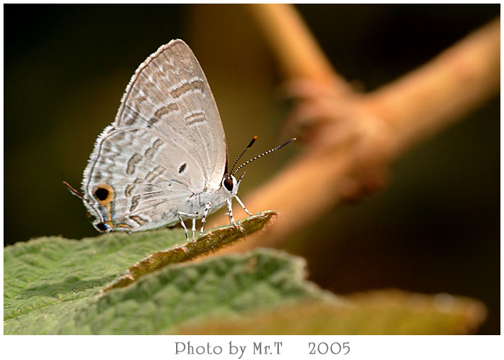 ͦǽ Broad Spark (Sinthusa chandrana)