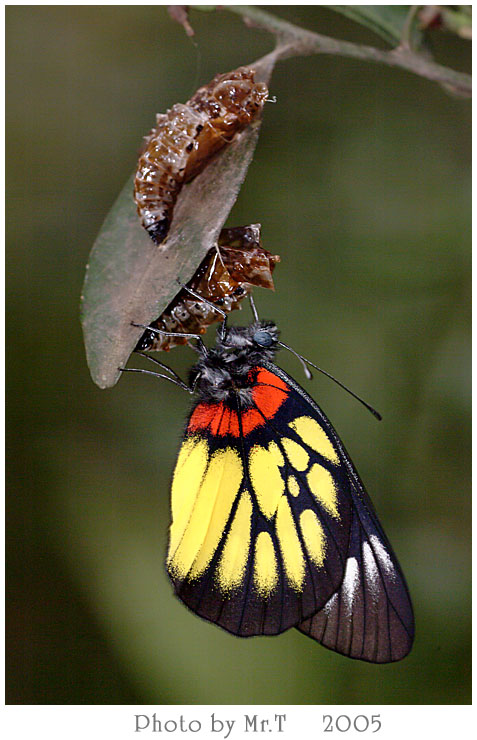 ߴ Red-base Jezebel (Delias pasithoe)