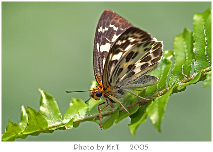 է˽ Magpie Flat (Abraximorpha davidii)