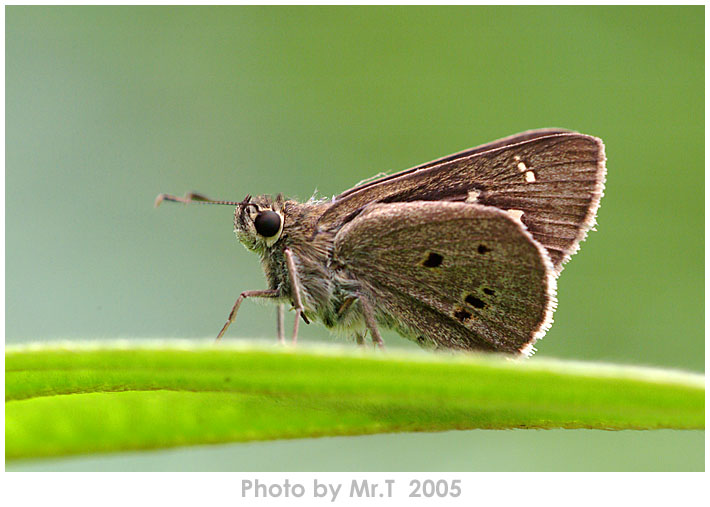 ˽ Indian Palm Bob (Suastus gremius)