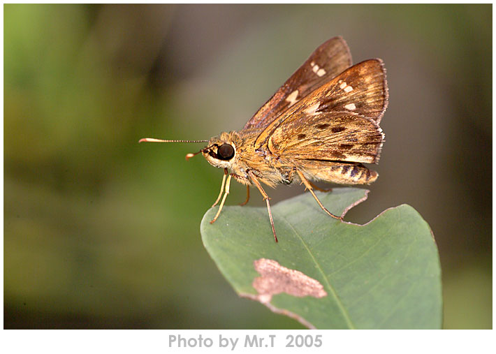 ´˽ Monastyrskyis Ace (Thoressa monastyrskyi)