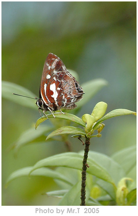 Kܲǽ Silver Streak Blue (Iraota timoleon)